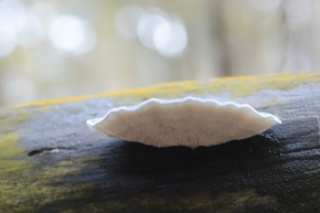 blauwe kaaszwam (cyanosporus caesius) 11-2024 1769